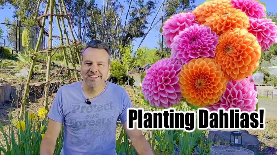 How to Grow Dahlias in the Ground or in Containers