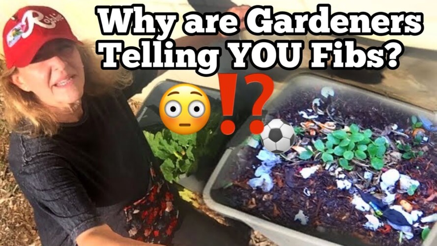 Beware of Container Gardening Methods as Gardener Reacts to Videos Growing a Vegetable Garden Setup