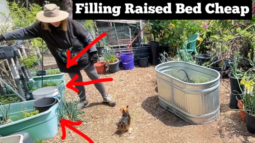 How to Grow in LARGE Raised Garden Bed & Fill for $15 * Container Gardening to Save Money Free Soil