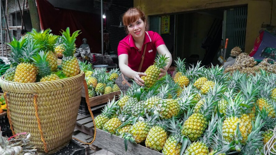 Harvesting Ripe Pineapple Spring Season Go to Market to Sell, Gardening Plants Care | Free New Life