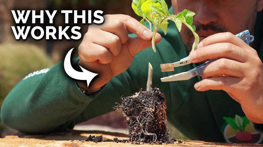 A Tomato Growing Trick That Seems Insane, But Works Like a Charm
