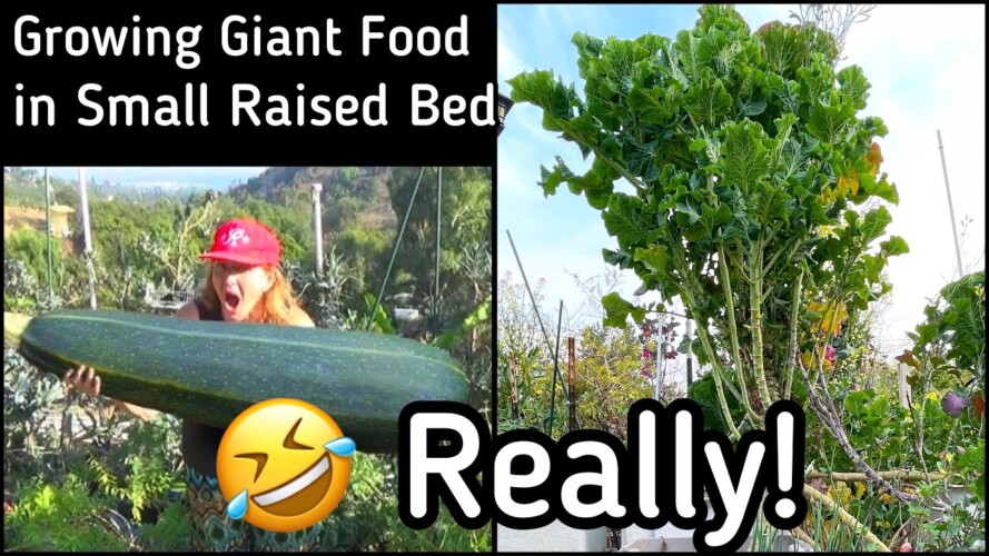 Biggest Vegetable/Fruit Growing in $6 Raised Bed Garden Container Gardening Food Cheap in 18gal Tote