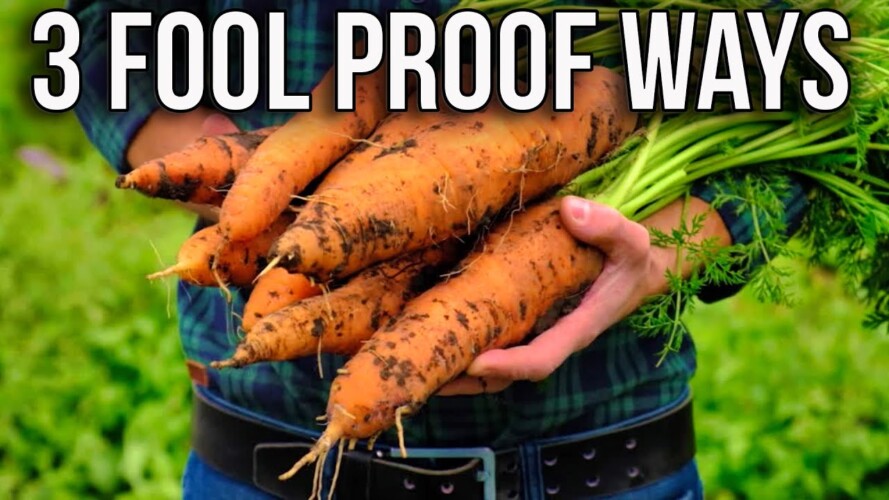 Carrot Revolution 3 Mind Blowing Methods to Skyrocket Your Yield