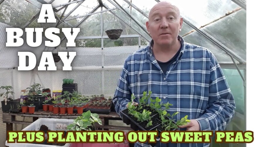 Planting Out Sweet Peas & A Big Tidy Up [Gardening Allotment UK] [Grow Vegetables At Home ]