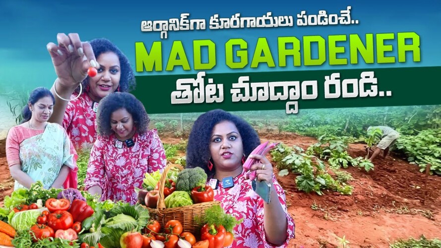 Mad Gardner Vegetable Farm Land Tour | Organic Vegetable Farming | Madhavi Gardner | Telugu Vlogs