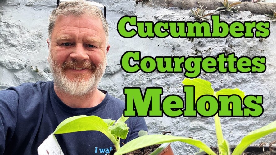 Repotting Cucumbers, Courgettes and Melons | Allotment Garden | Allotment Gardening With Tony