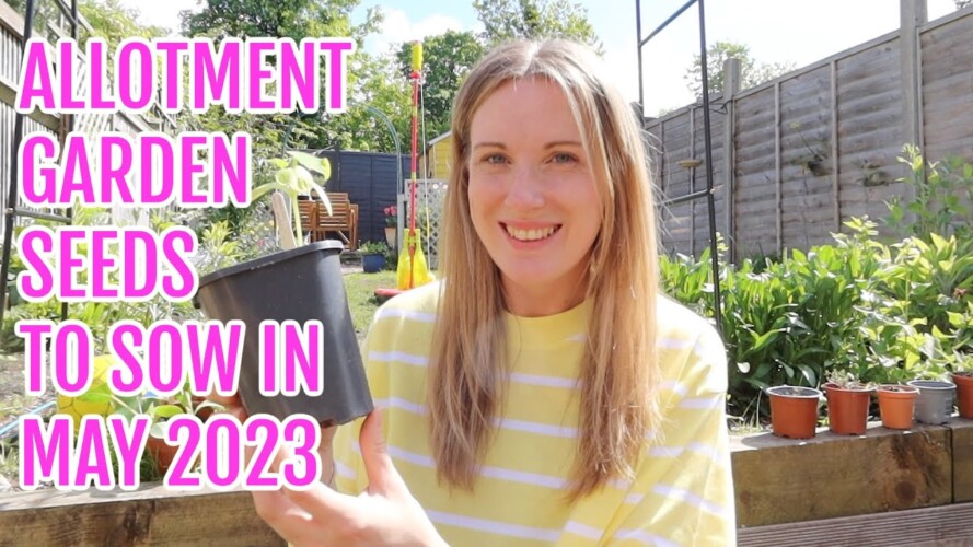 SEEDS TO SOW IN MAY 2023 / ALLOTMENT GARDENING FOR BEGINNERS
