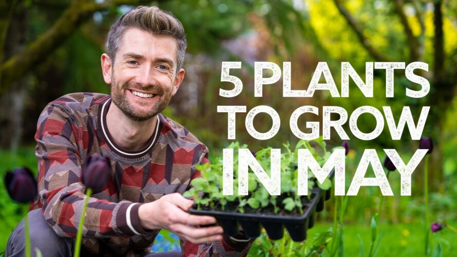 What to Plant in May | with Epic Gardening!