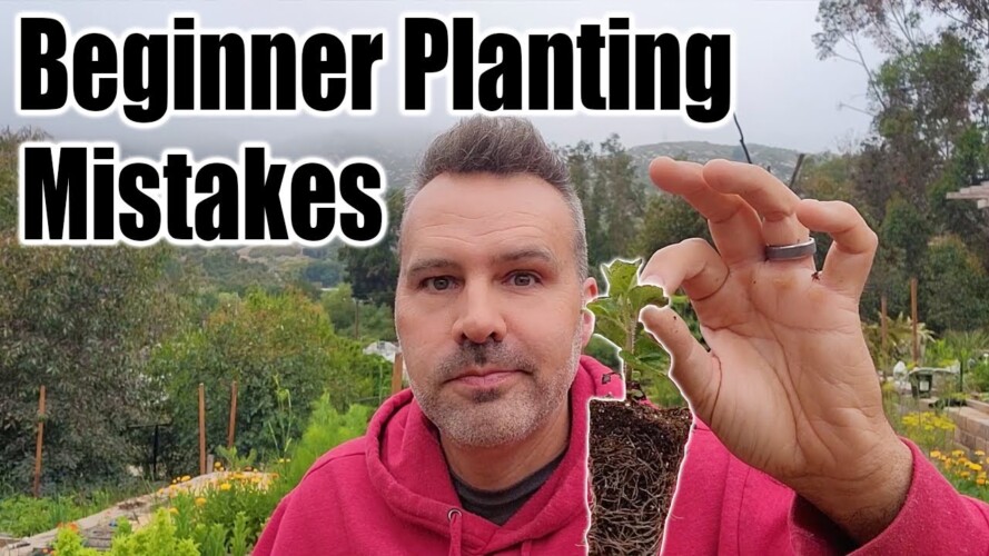 Vegetable Planting Mistakes to Avoid