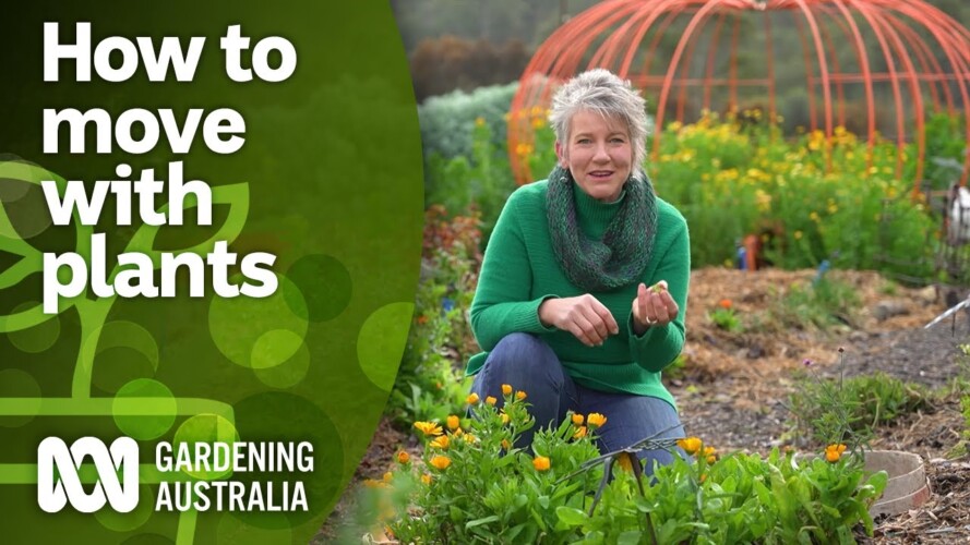 Tips for transplanting your plants when moving house | DIY Garden Projects | Gardening Australia