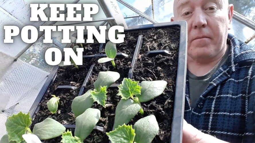 Keep Potting On [Gardening Allotment UK] [Grow Vegetables At Home ]