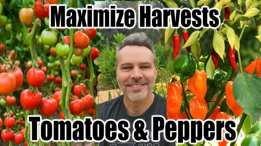 How to Plant and Grow Tomatoes and Peppers