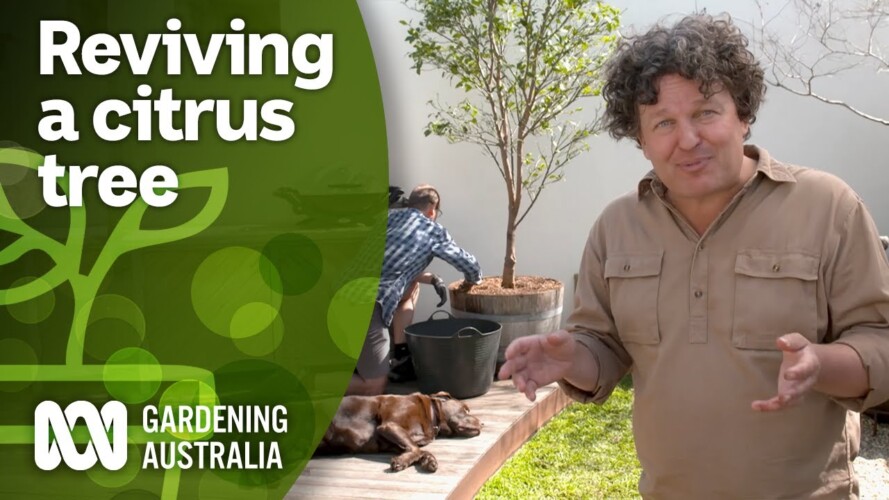 How to revive an unhealthy citrus tree | DIY Garden Projects | Gardening Australia