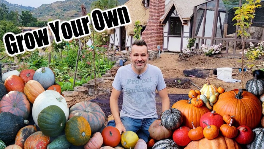 How to Grow Pumpkins at Home From Seed