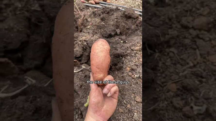 I grew a stupid amount of potatoes...