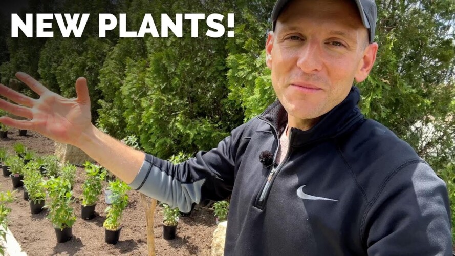 Lots of New Plants Along My New Walkway! | Gardening with Wyse Guide