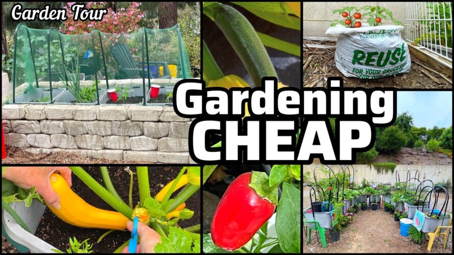 Garden Tour CHEAP Growing TIPS Peppers Squash Tomatoes Lettuce Collard Cucumbers Container Gardening