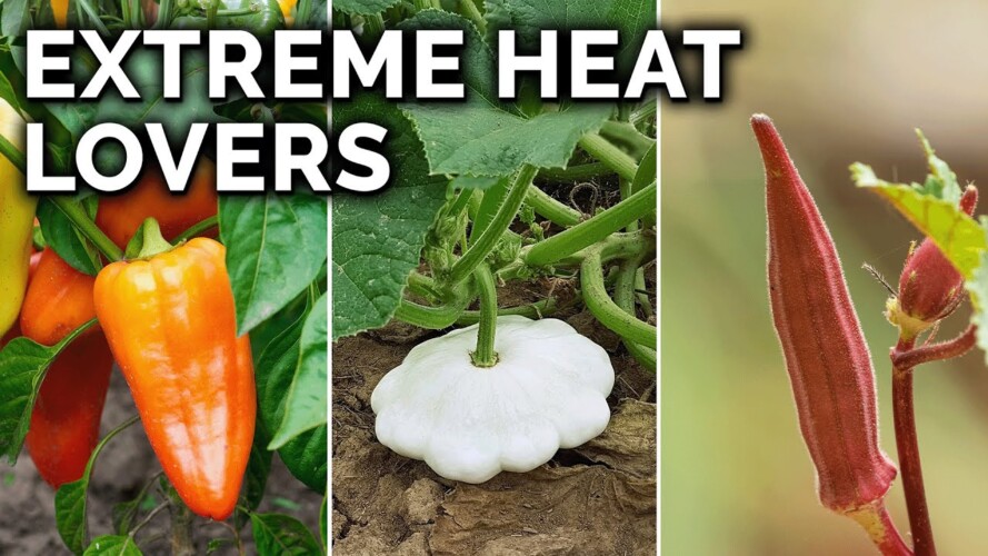7 Perfect Vegetables to Grow in Hot Climates