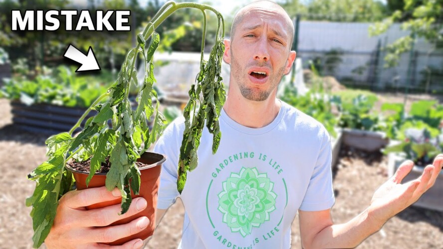 You’re Killing Your Tomatoes if You Do This, 5 MISTAKES You Can’t Afford to Make Growing Tomatoes