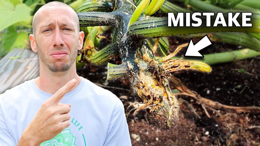 5 Deadly MISTAKES You Can't Afford to Make When Growing Squash