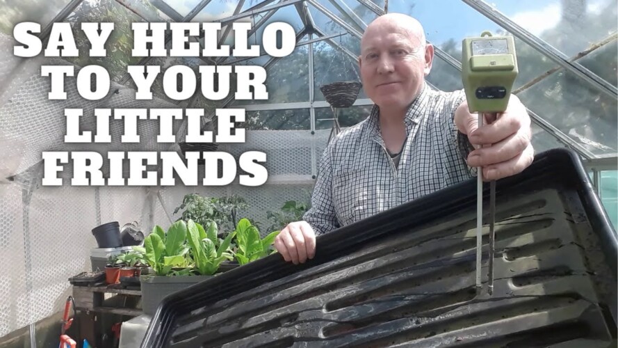 Say Hello To Your Little Friends [Gardening Allotment UK] [Grow Vegetables At Home ]
