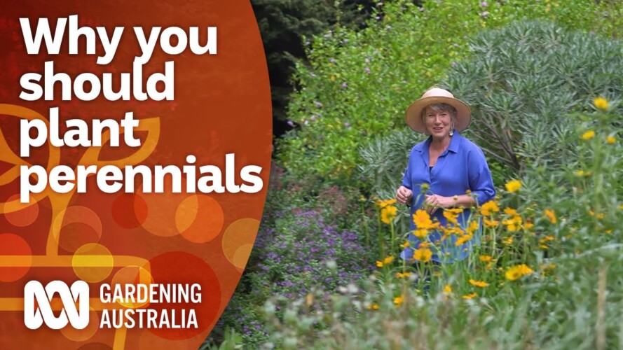 How to use perennial flowers to create long-lasting garden design | Gardening Australia