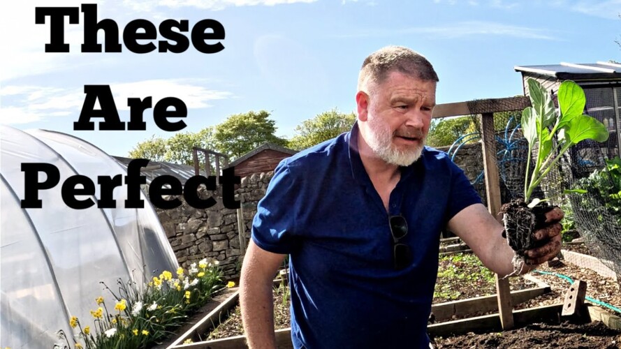 Really Pleased With Results | Allotment Gardening With Tony
