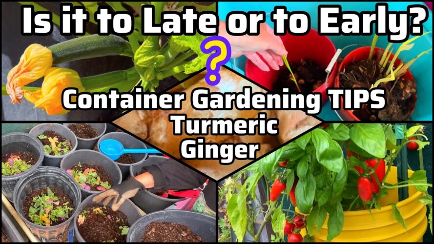 Container Gardening & Nature Growing Ginger & Turmeric Making Free Soil with Plant Fertilize Compost