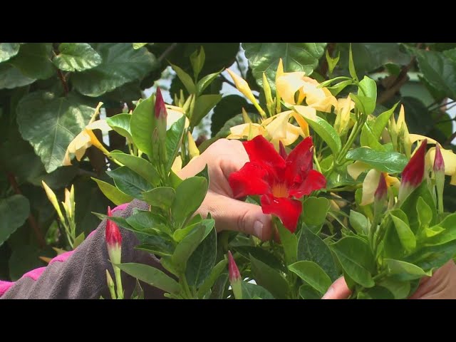 Gardening with Gutner: tropical plants in Maine