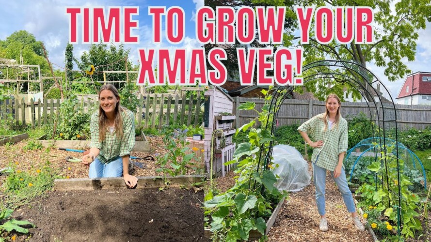 TIME TO GROW YOUR XMAS VEG / ALLOTMENT GARDENING FOR BEGINNERS