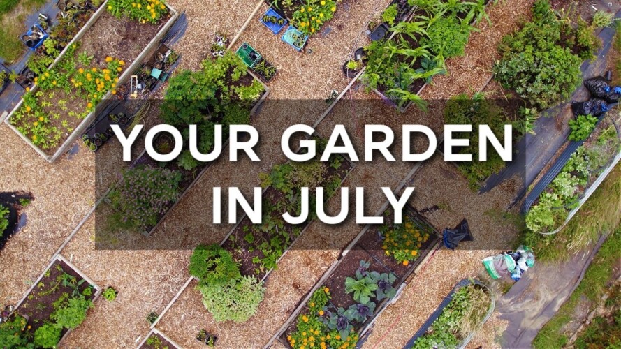 What to do in the veg garden in July | Productive gardening skills