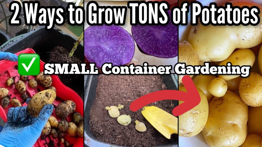 EASY Way to Grow Potatoes Planting & Harvest Container Gardening Store Bought & Purple Potato Cooked