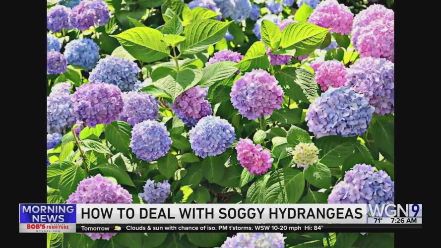 Weekend Gardening with Tim Joyce: Hydrangeas