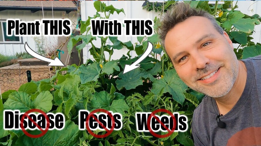 Companion Plant With Tomatoes // 15 Science Based Pairings