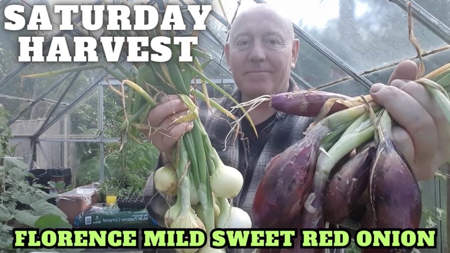 A Saturday Harvest [Gardening Allotment UK] [Grow Vegetables At Home ]