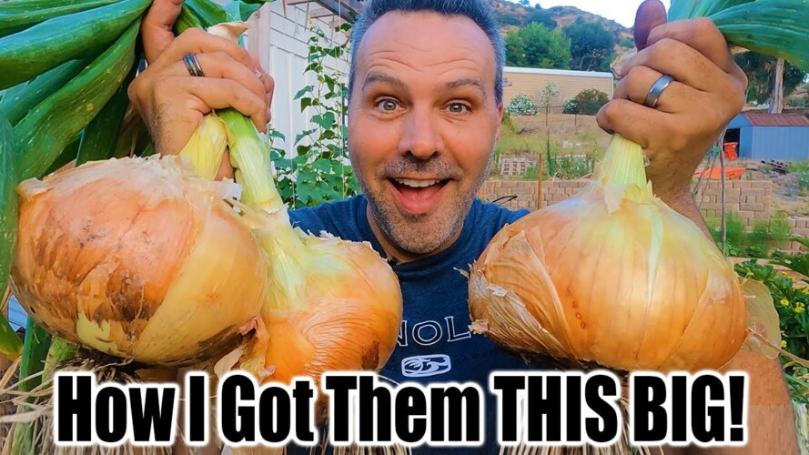 HUGE Onion Harvest // How to Grow Huge Onions!