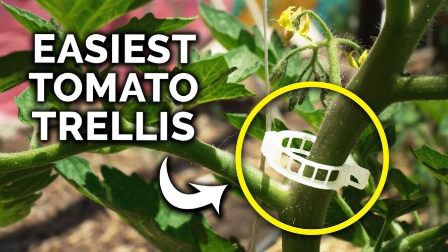 This Dead-Simple Tomato Trellis Will Improve Your Yields