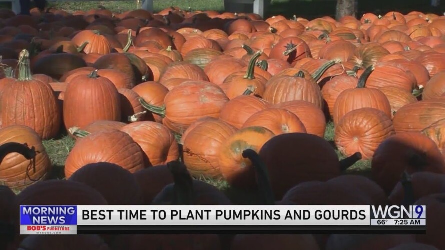 Weekend Gardening with Tim Joyce: When's the best time to plant pumpkins?