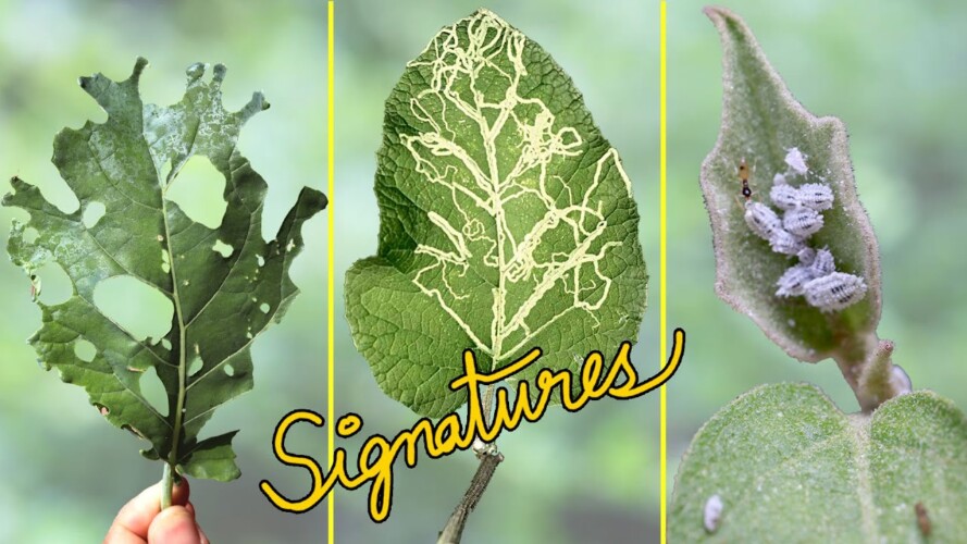 WHO IS EATING MY PLANTS? 👺 | Common Garden Pest Control using Leaf Signatures