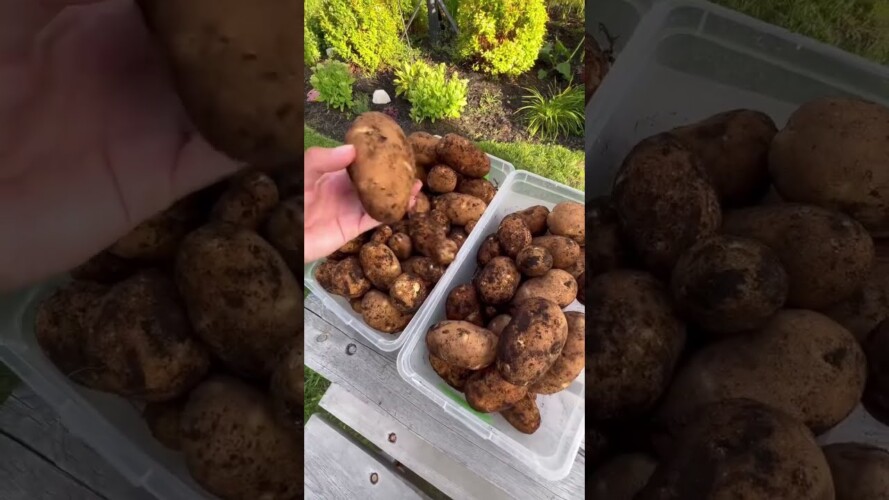 Infinite potatoes forever #shorts #gardening