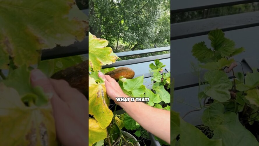 Look at this unique & special cucumber variety 😮💚 #growyourownfood #gardening #cucumber