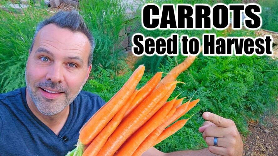 How to Grow Carrots from Seed to Harvest