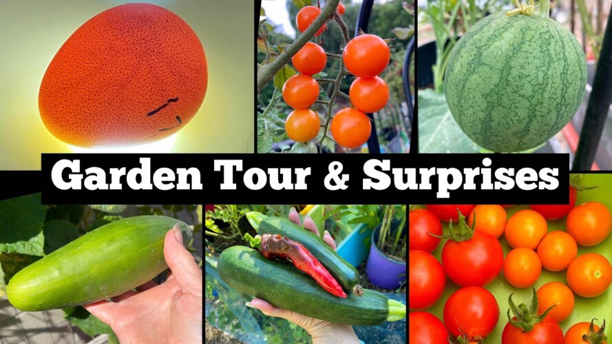Garden Tour Growing with NATURE Container Gardening Tomatoes Peppers Zucchini Cucumber Guinea Chicks