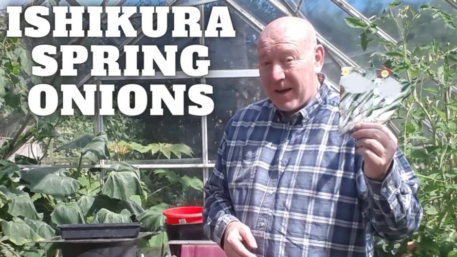 Ishikura Spring Onions [Gardening Allotment UK] [Grow Vegetables At Home ]