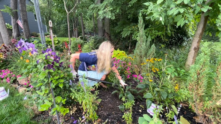 Real Time Gardening: Planting Some Perennials In a Heat Wave