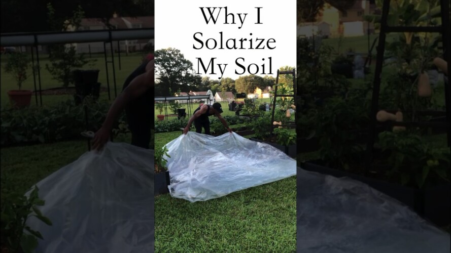 Why I Solarize My Soil #shorts #garden #gardening