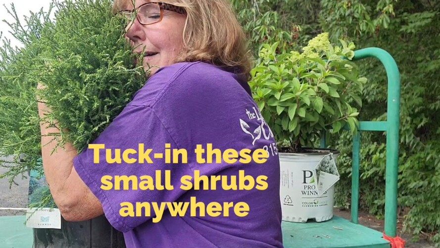 Small Space Gardening-12 Perfect Tuck in Shrubs