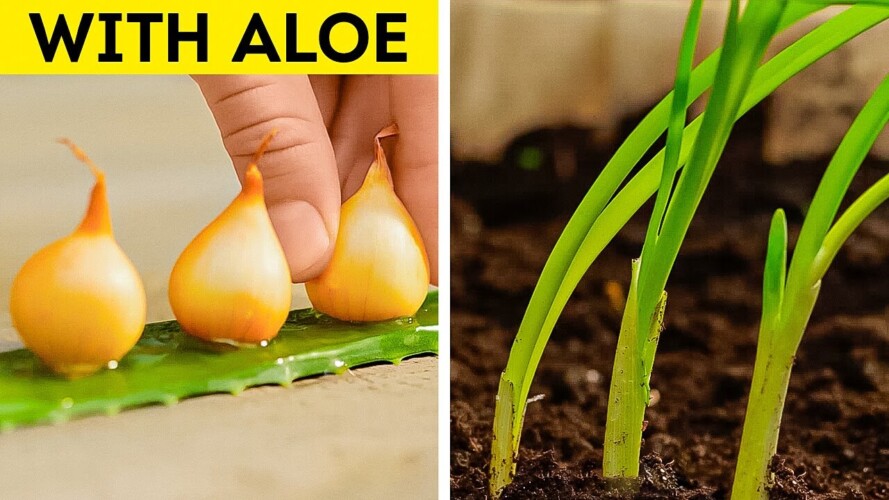 Gardening Hacks for Growing Healthy Plants with Minimal Space