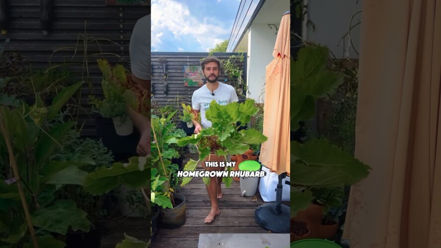 Growing, Harvesting & Cooking Rhubarb 💚 #gardening #rhubarb #garden