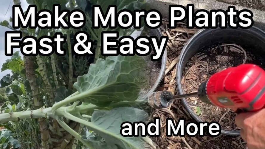 Cheap Garden Tool to Make Gardening EASIER, Plant Propagate Vegetables Kale Collard FIX Water Issues
